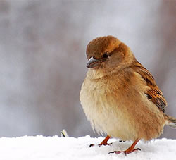 这才是冬天该有的颜色啊！冬日童话配色30例